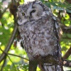 Syc rousny - Aegolius funereus - Boreal Owl - Sumava 3700